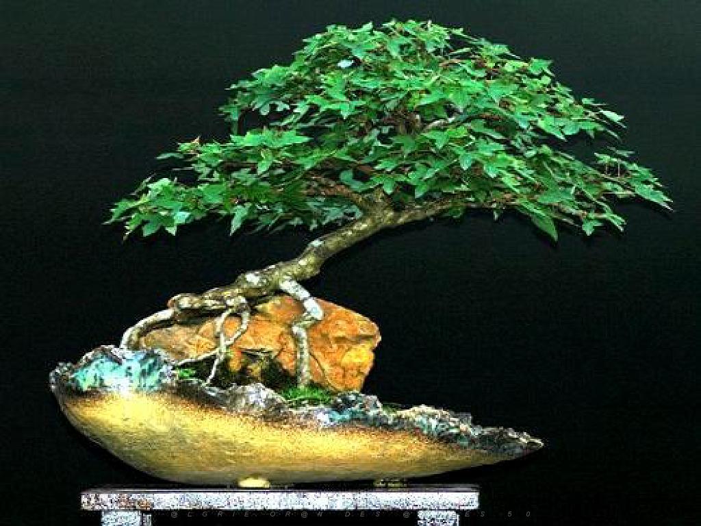 149 BONZAI A MAULEVRIER 2016_000026.jpg